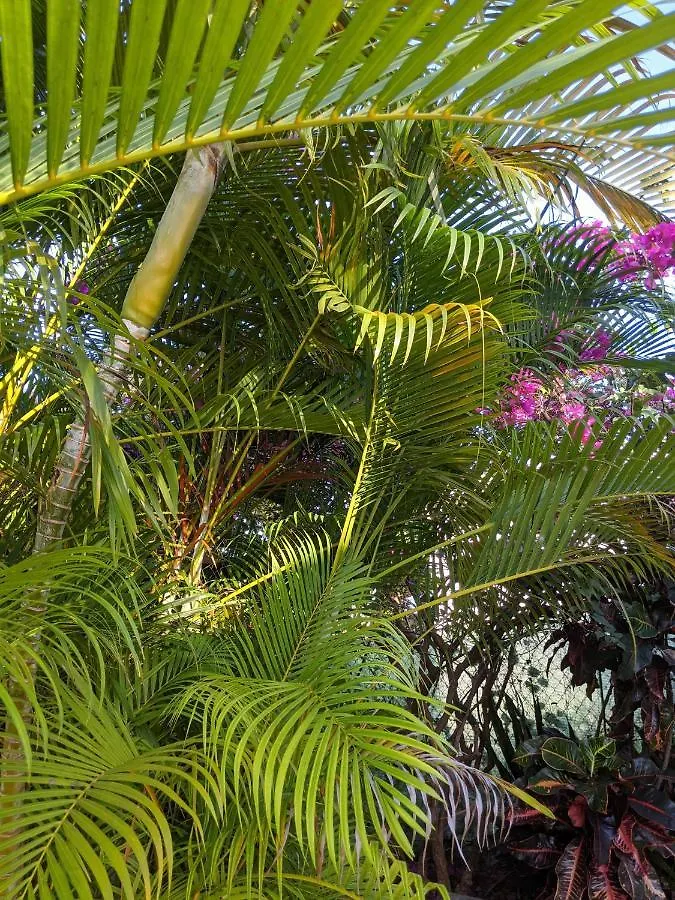 Villa Rosa Karibella Saint-Francois  Homestay